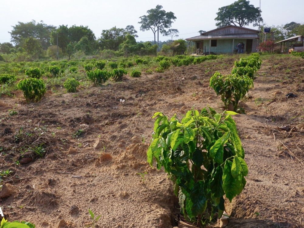Em Juara, produtores investem no cultivo de caf� com apoio e assist�ncia da Secretaria de Agroneg�cios e Empaer.