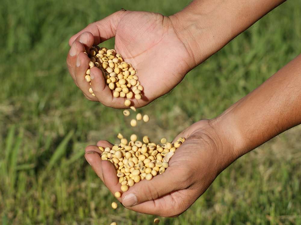 Produ��o agr�cola avan�a 500% em quatro d�cadas. �rea plantada aumenta somente 64%  