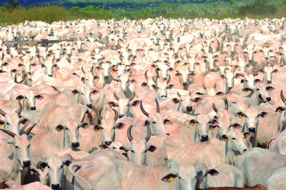 Mato Grosso comemora jubileu de prata (25 anos) sem febre aftosa