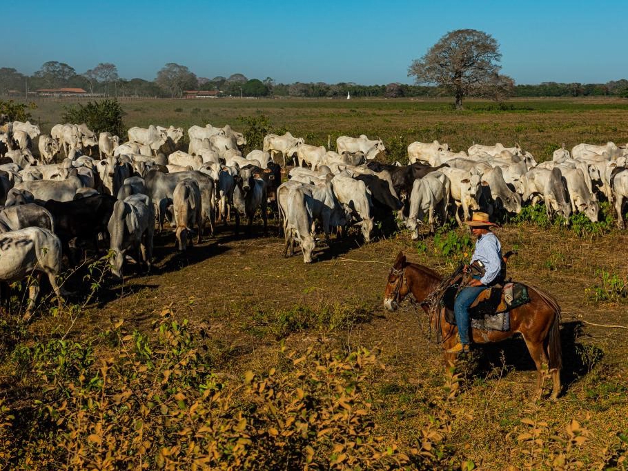 Governador assina decreto que estabelece limpeza de �reas de pastagens no Pantanal  