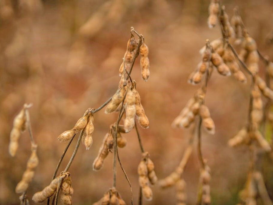 Mato Grosso impulsiona recorde agropecu�rio brasileiro  