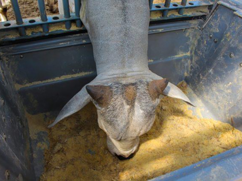 Cadeias de produ��o de ra��es e de prote�na animal t�m absorvido parte dos custos para n�o repassar � ponta consumidora