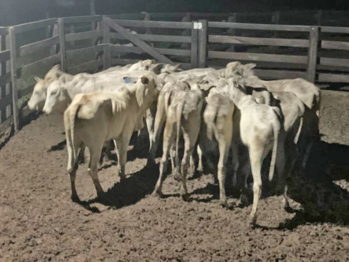 Atualizada- Ladr�es roubam 200 cabe�as de gado em Confresa MT / Gado recuperado