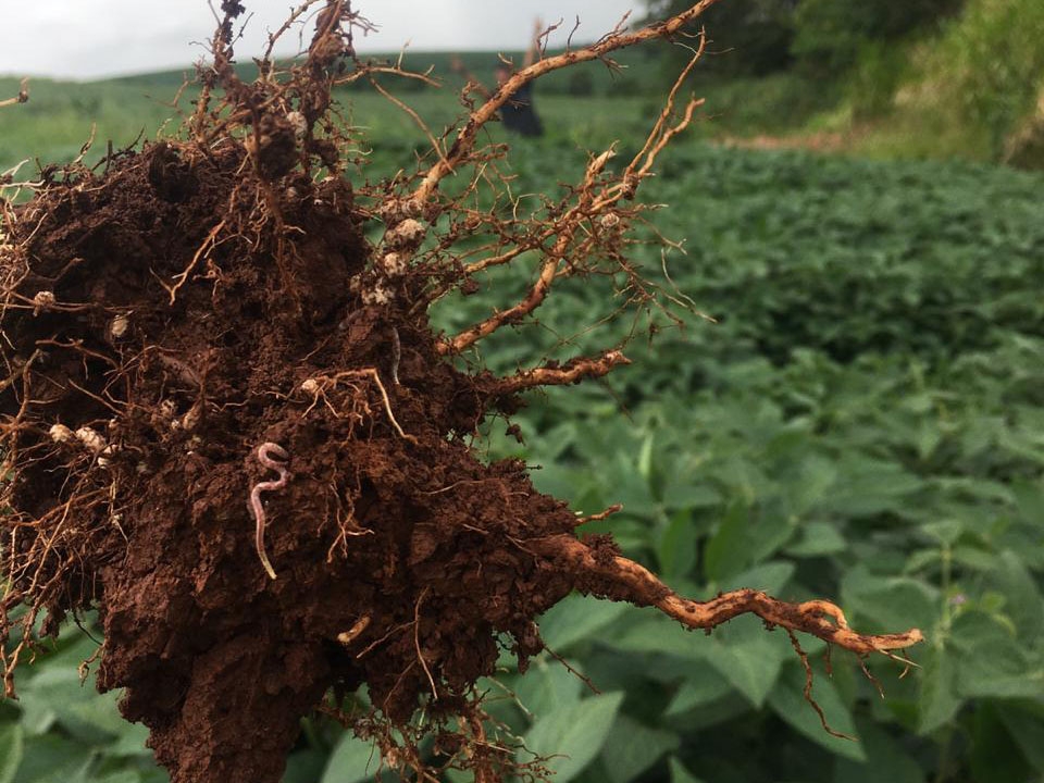 A import�ncia do solo vivo para o sucesso econ�mico e produtivo da agricultura natural