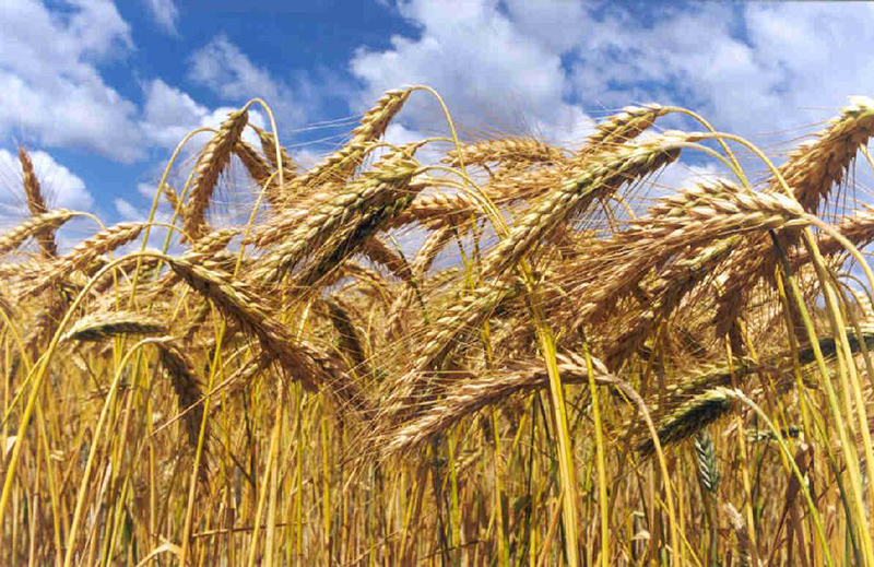 Cultivo de trigo em Mato Grosso