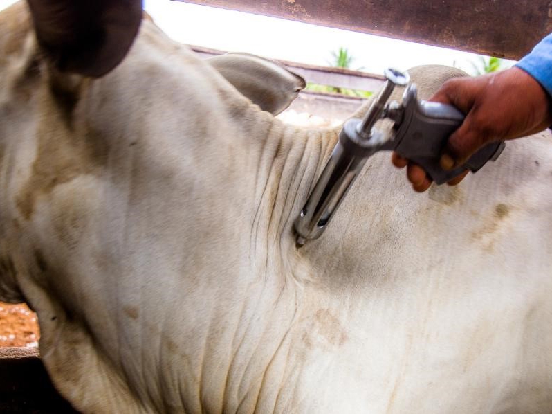 Dados finais apontam 99,8% do rebanho vacinado contra febre aftosa em MT 