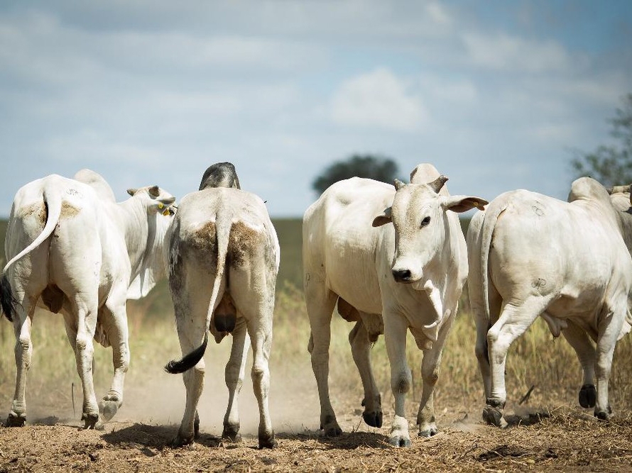 MT registra redu��o no n�mero de animais abatidos e diminui��o do valor pago pela ind�stria ao pecuarista 