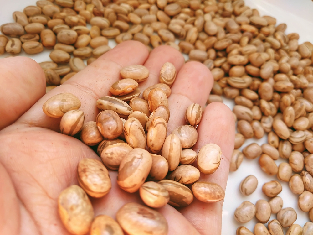 Nutri��o de alta tecnologia minimiza estresse e garante alta produtividade no feij�o