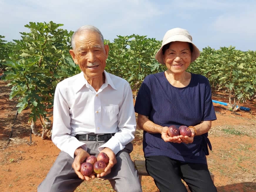 Casal de japoneses de 86 anos de idade realiza sonho e produz figos no Cear� 