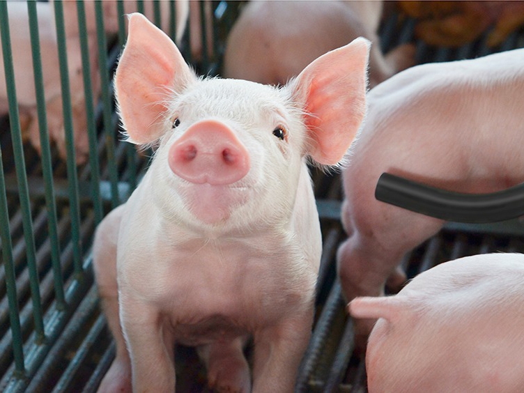 Limpeza e desinfec��o s�o ferramentas essenciais para um programa de biosseguridade eficaz