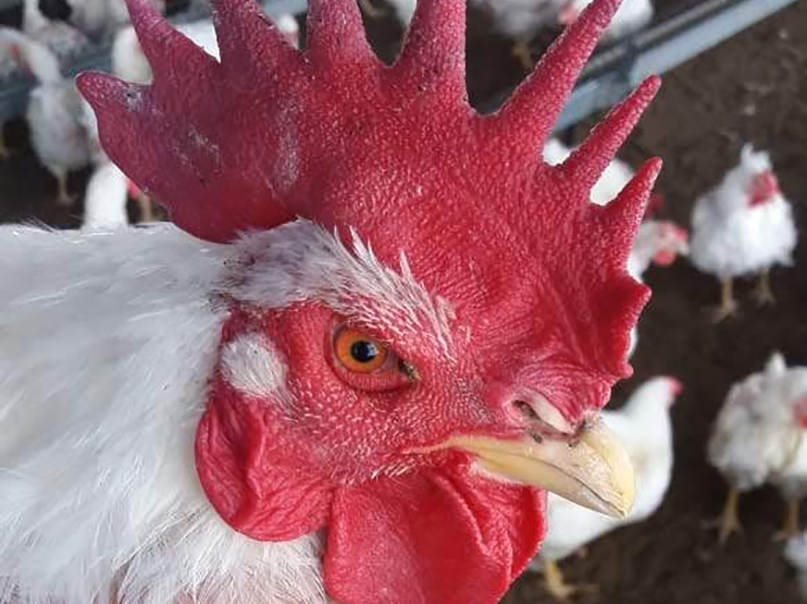Aten��o ao manejo e � nutri��o do macho na recria garante sucesso na reprodu��o av�cola