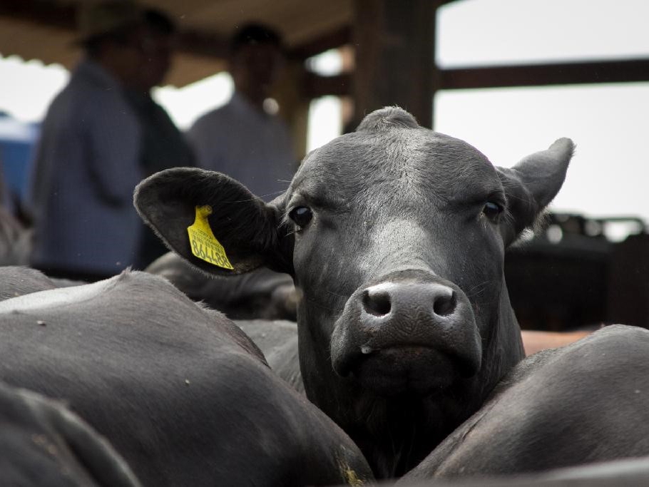 Campanha de vacina��o contra a febre aftosa come�a no s�bado (01) em Mato Grosso 