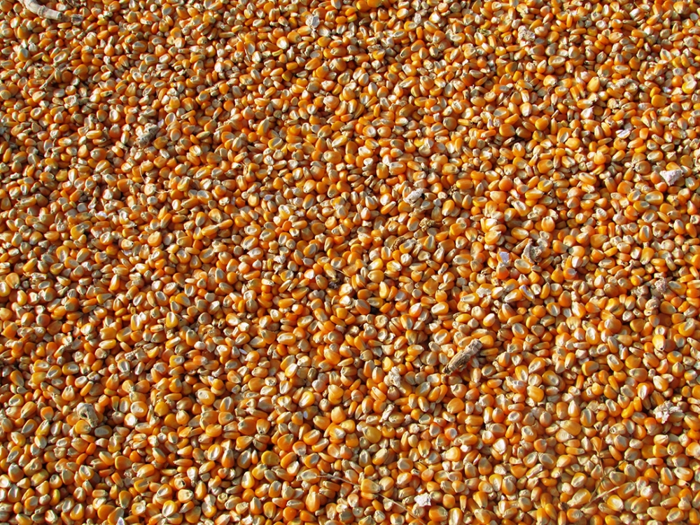 Contamina��o de ingredientes da ra��o animal por micotoxinas � mais comum do que se pensa 