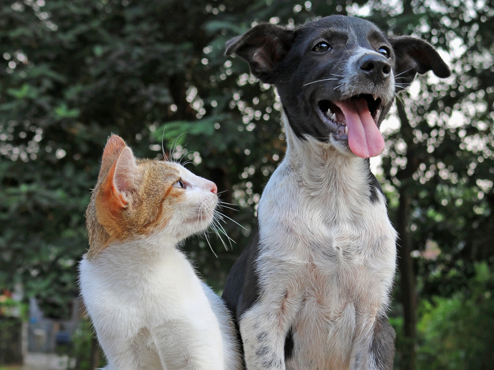 Com chegada do inverno, doen�as respirat�rias em pets aparecem com maior frequ�ncia e exigem muita aten��o dos tutores 