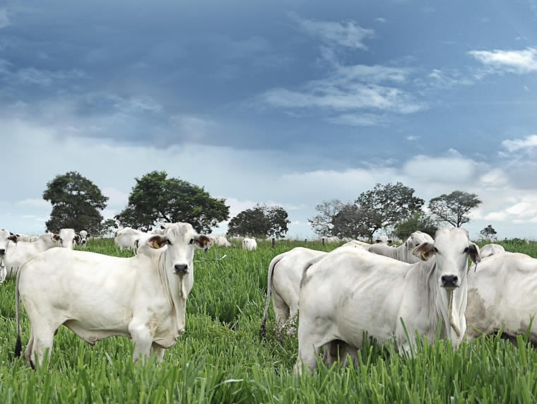 Agroneg�cio emprega 1 de cada 3 trabalhadores do Brasil