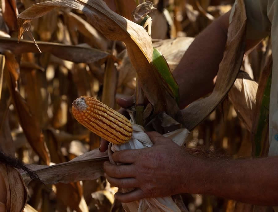 Codem aprova investimentos de R$ 387 milh�es em linhas de cr�dito para produtores rurais e empres�rios de MT