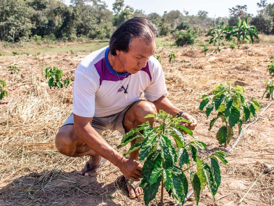 Com incentivo do Estado, ind�genas ingressam no cultivo do caf� 