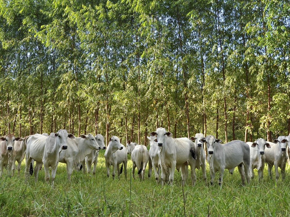REM MT apoia a reinser��o de 500 produtores ao mercado formal da carne
