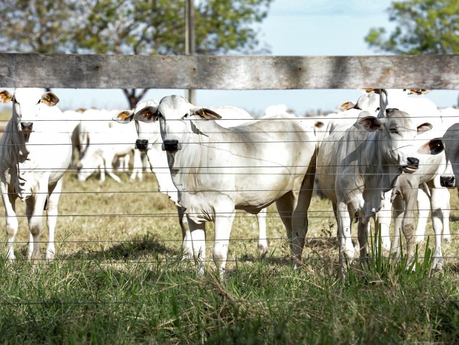 Mato Grosso vacina 99,67% do rebanho de bovinos e bubalinos contra febre aftosa 