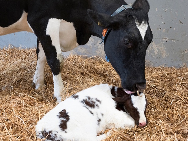 P�s-parto de vacas leiteiras enfrenta desafios nutricionais. A��o r�pida � o segredo para recupera��o