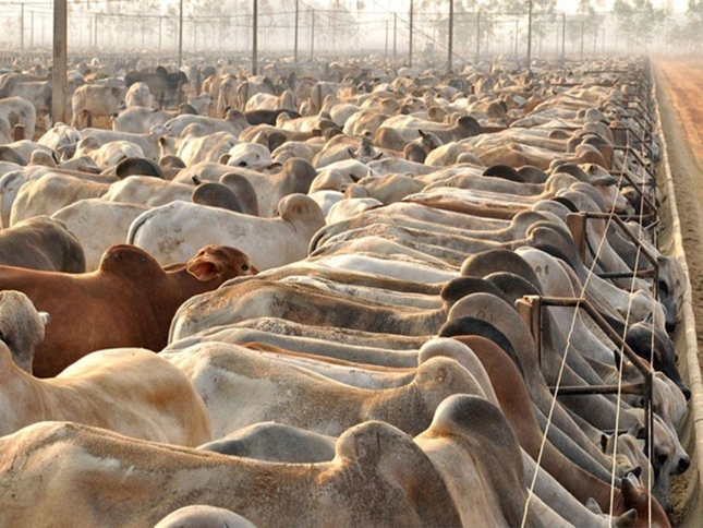 Imea atualiza amostragem; n�mero de animais confinados chega a 884 mil