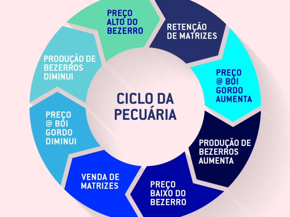 Acrimat explica como funciona o ciclo pecu�rio do gado de corte