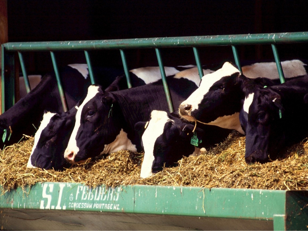 Suplementa��o nutricional e bem-estar animal contribuem para maior produ��o de leite