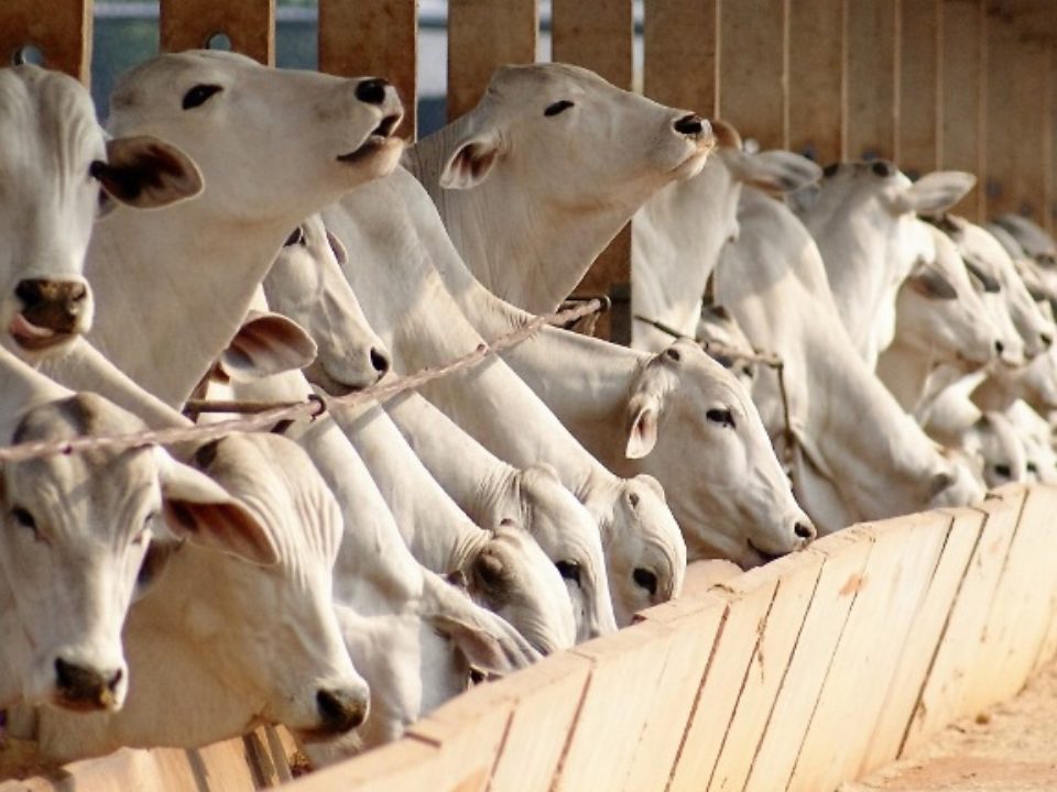 Pneumonia provoca perdas de 50g a 200g/dia nos bovinos, comprometendo o lucro dos pecuaristas