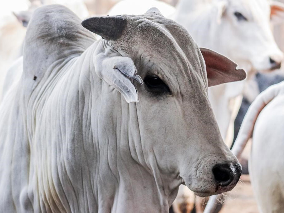 Conselho aprova aumento de incentivos fiscais para carne bovina  
