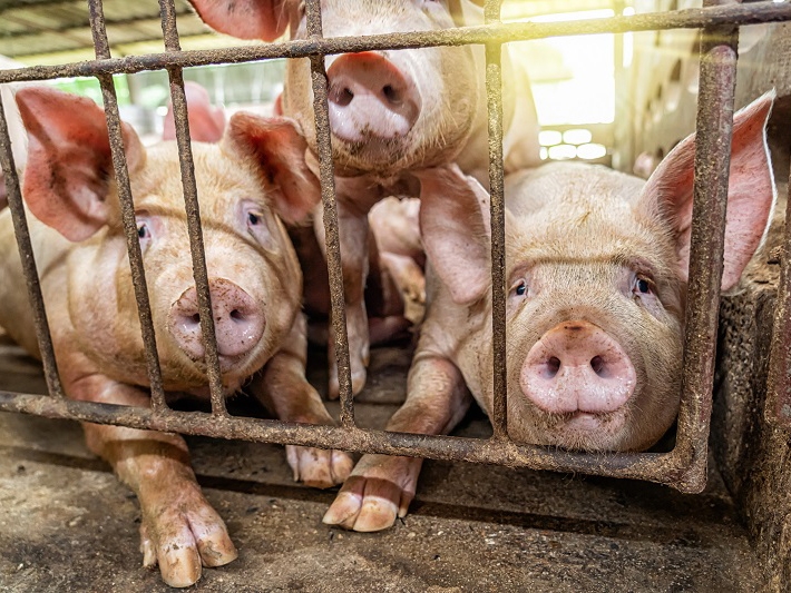 Carlos C�sar Floriano comenta defesa agropecu�ria adotada pelo Brasil