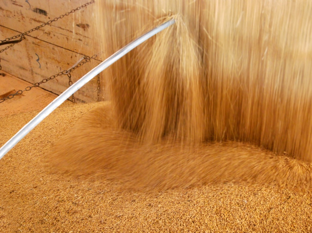 Aumento do pre�o das commodities agr�colas e o risco de micotoxinas na suinocultura