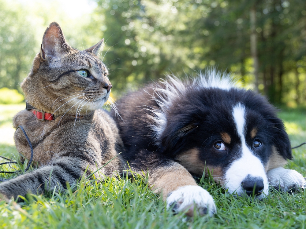 A import�ncia da suplementa��o alimentar na qualidade de vida e longevidade dos pets