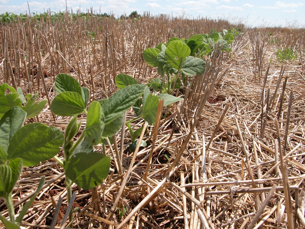 Plantio Direto potencializa sequestro de carbono e contribui para a conserva��o ambiental