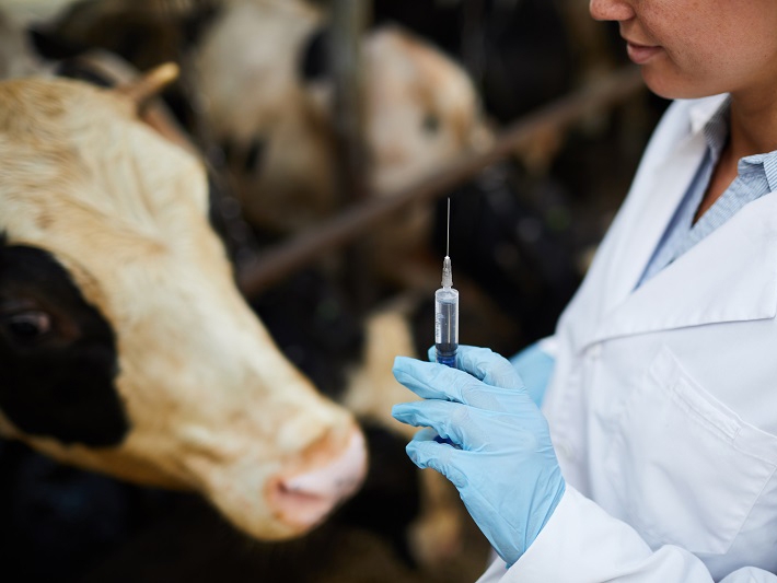 Febre Aftosa: Segunda etapa da Campanha de Vacina��o iniciou em Novembro