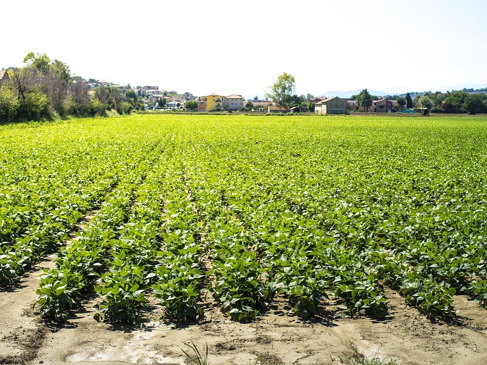 Carlos C�sar Floriano comenta sobre consumo de vegetais no Brasil