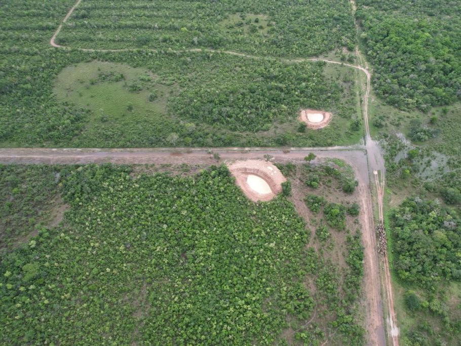 Fiscais do Indea flagram ingresso clandestino de boiada na regi�o de fronteira com a Bol�via 