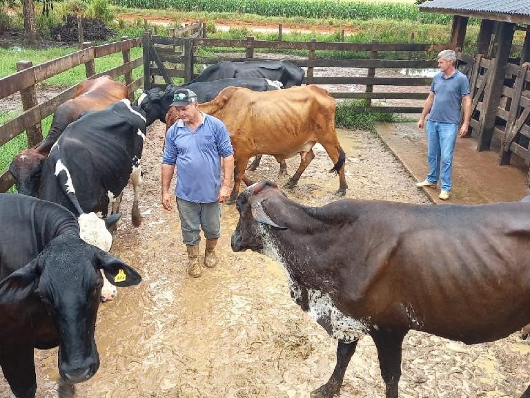 Mato Grosso aposta em melhoramento gen�tico para aumentar a produ��o leiteira 