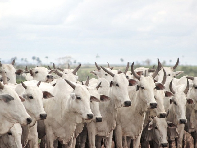 Sucesso do ciclo reprodutivo das vacas de corte depende do escore ao parto e esta��o de monta