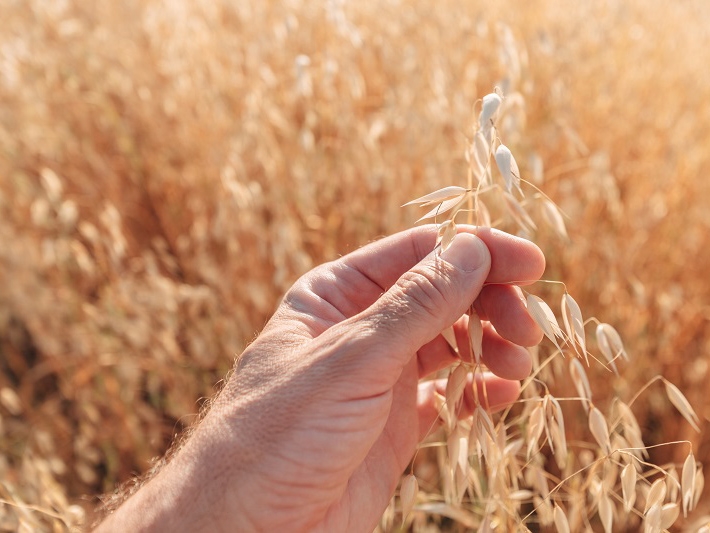 Carlos C�sar Floriano informa sobre os principais riscos clim�ticos para o cultivo da aveia