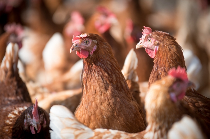 Nutri��o de qualidade � fator-chave para aves de postura superarem estresse cal�rico, recomenda especialista  