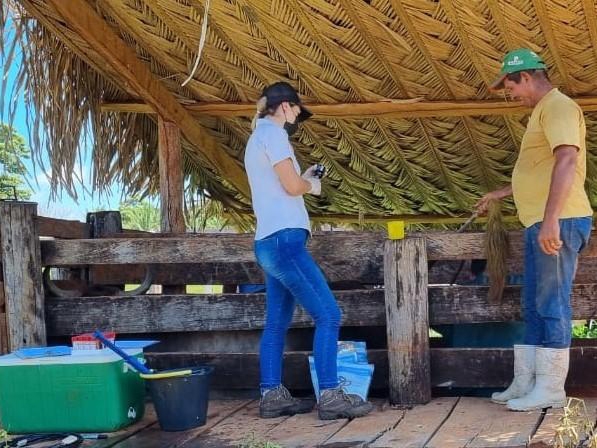 Governo fomenta melhoramento gen�tico de rebanho leiteiro na Regi�o Oeste 