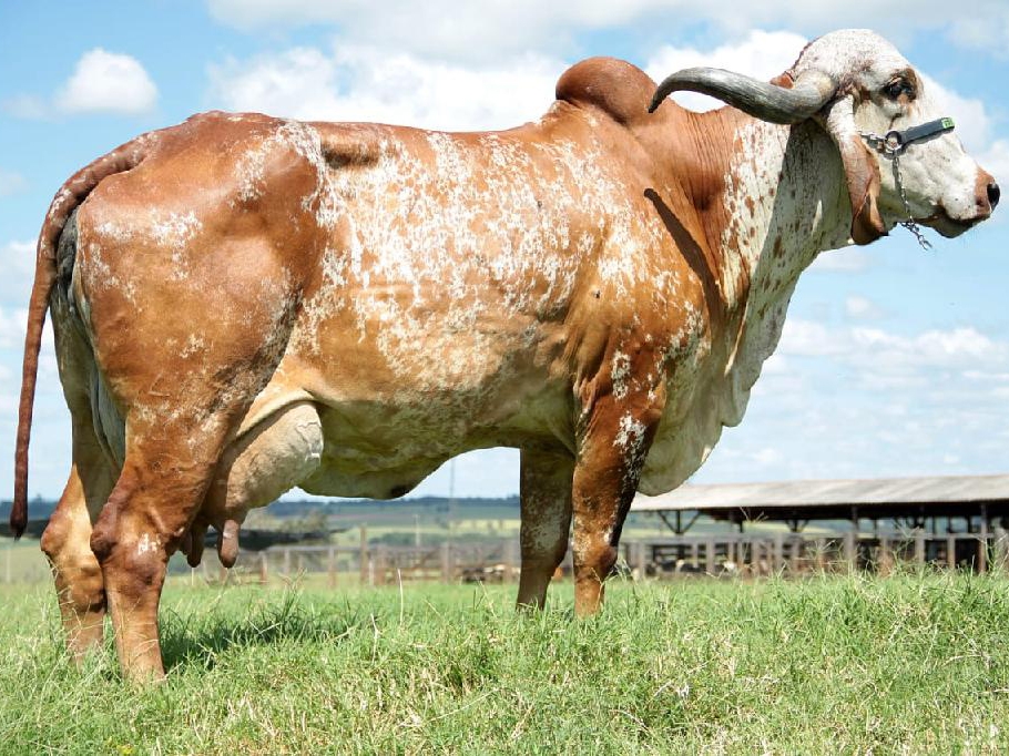 Edital de fomento � bacia leiteira segue com inscri��es abertas at� 21 de fevereiro
