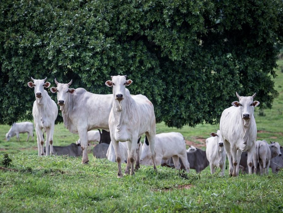 Pecu�ria de Mato Grosso quebra novo recorde e rebanho atinge 32,7 milh�es de cabe�as 