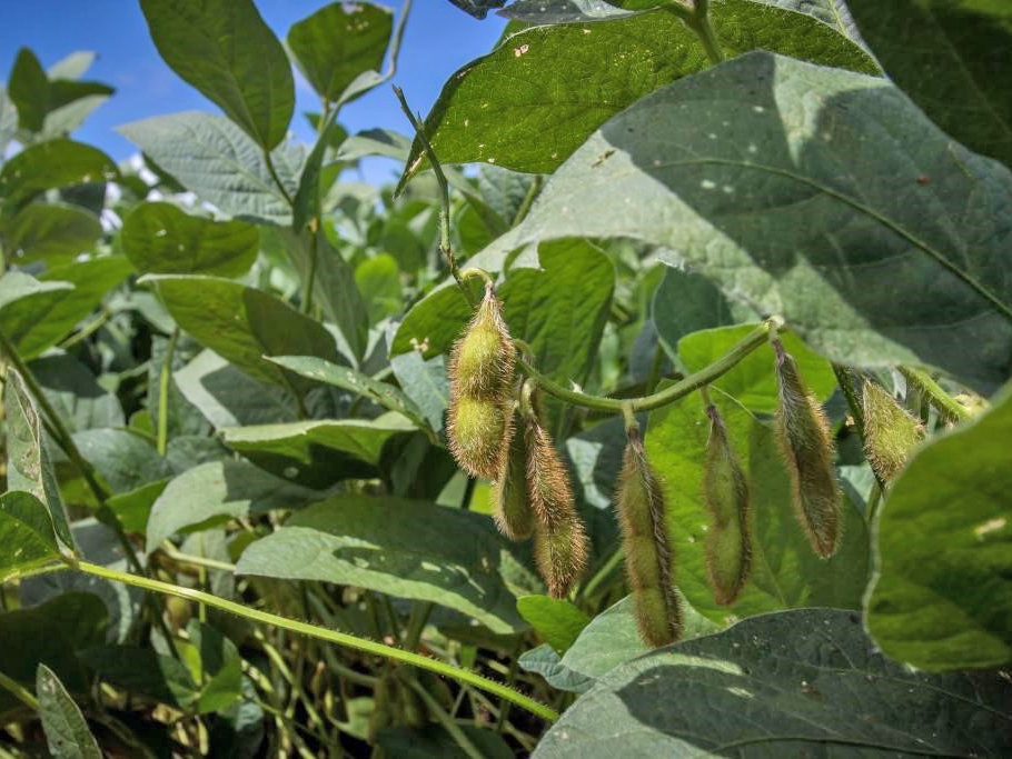 Mato Grosso finaliza calend�rio para plantio de soja da safra 2021/2022 