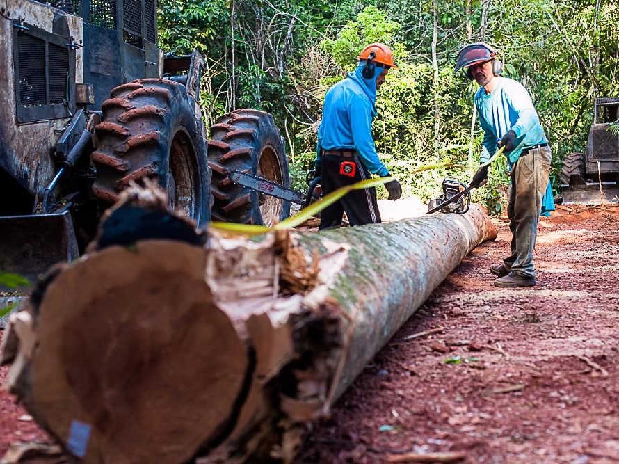 Per�odo de proibi��o de explora��o dos planos de manejo sustent�vel vai at� 1� de abril 