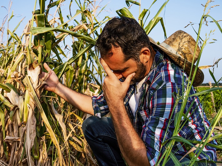 Proagro e Seguro Rural � solicitado por mais de 81 mil produtores devido � seca