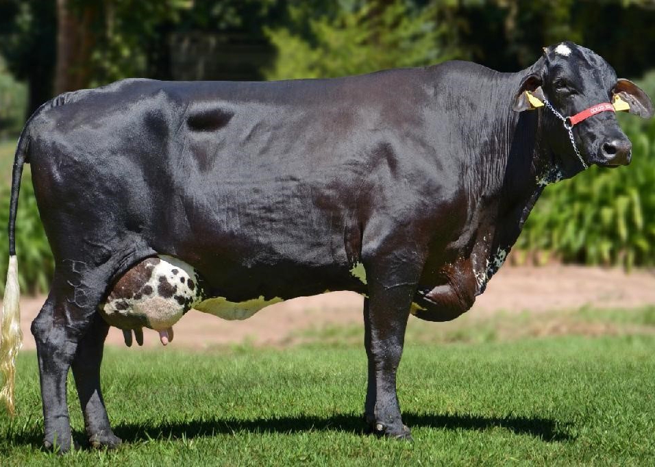 Governo de Mato Grosso prorroga inscri��es do edital de fomento � bacia leiteira 