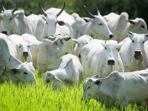 Minist�rio da Agricultura inverte vacina��o contra febre aftosa em 2022