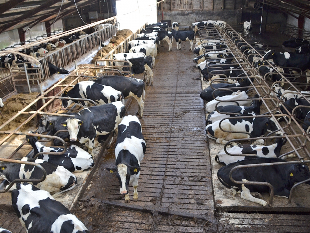 Problemas nos cascos, como a Doen�a da Linha Branca, afetam o bem-estar dos bovinos e as finan�as da fazenda
