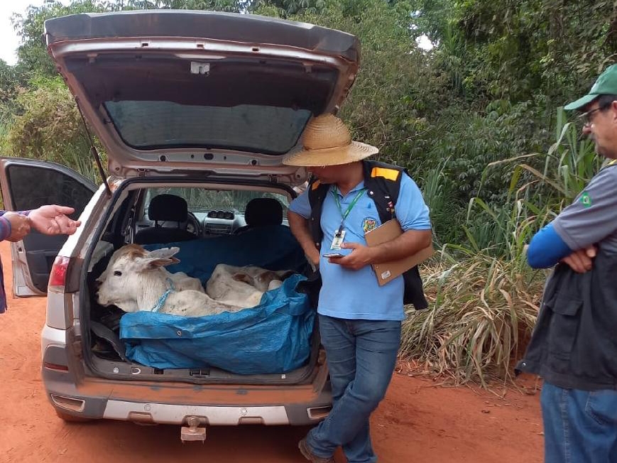 Fiscais flagram homem transportanto bezerros em porta-malas de carro e sem documento sanit�rio 